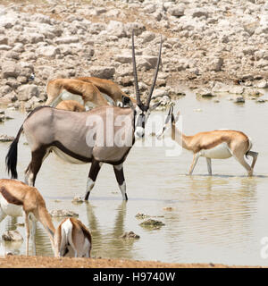 Oryx (Oryx Gazella), gesehen in Namibia, Afrika. Stockfoto