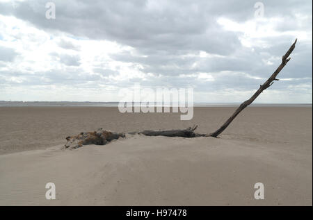 Graue Wolken anzeigen, südlich bis Fluss Ribble Wind verwehten Sand um Baumstamm mit hohen schrägen Zweig, Fairhaven Beach Lytham Stockfoto