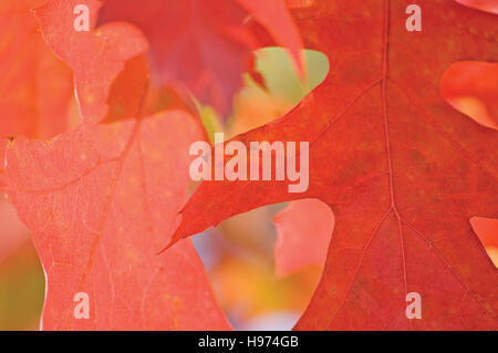 Roteiche Blätter im Herbst, Laub Closeup, Backlit Blatt Makro Hintergrund Stockfoto