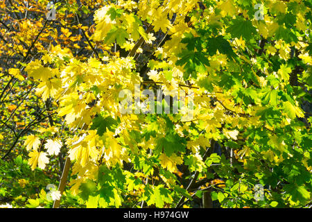 Herbstlaub mit Sonnenlicht, Sunningdale, Berkshire, England, Vereinigtes Königreich Stockfoto