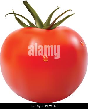 Tomate, isoliert Stock Vektor