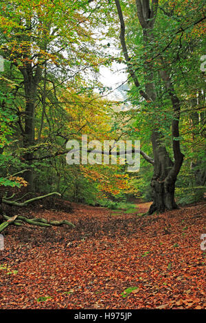 Ein Gang durch den Wald im Herbst bei Felbrigg, Norfolk, England, Vereinigtes Königreich. Stockfoto