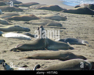 Seeelefanten kämpfen auf Point Piedras Blancas Beach, Kalifornien, USA Stockfoto