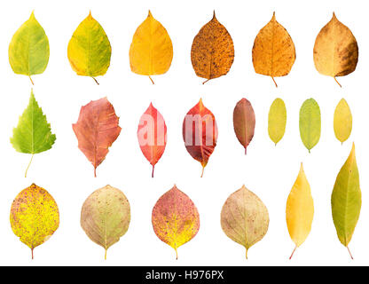 Sammlung von verschiedenen Blättern in verschiedenen Stades von welken isoliert auf weißem Hintergrund Stockfoto
