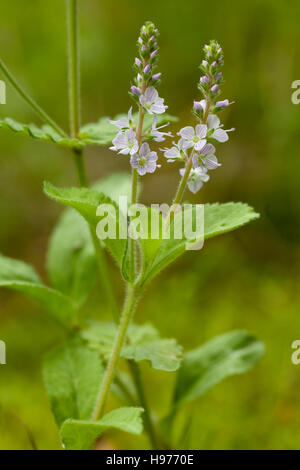 blaue kleine Blume wächst wild auf Wiese Stockfoto