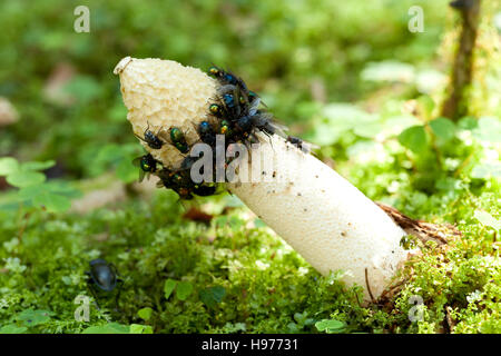 weiße Stinkmorchel (Phallus Impudicus) auf unscharfen Hintergrund Stockfoto