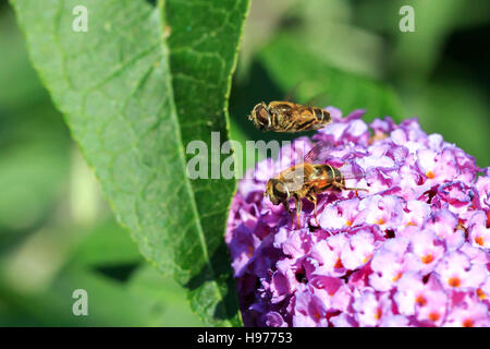 Sonnendurchflutetes Schwebfliege auf Sommerflieder lila Blume in einem englischen Garten Stockfoto