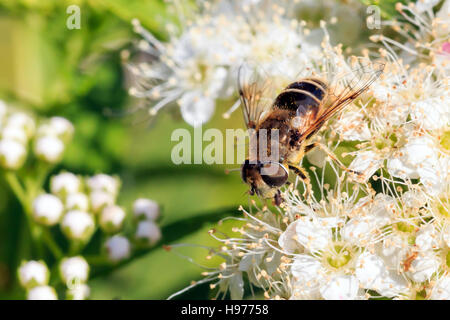 Sonnendurchflutetes Schwebfliege auf auf weißen Blumen im englischen Garten Stockfoto