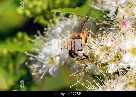 Sonnendurchflutetes Schwebfliege auf auf weißen Blumen im englischen Garten Stockfoto