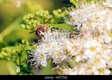 Sonnendurchflutetes Schwebfliege auf auf weißen Blumen im englischen Garten Stockfoto