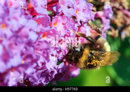 Sonnendurchflutetes Buff-tailed Bumble Bee auf rosa Blüten des Sommerflieders Stockfoto