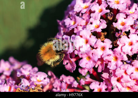 Sonnendurchflutetes Buff-tailed Bumble Bee auf rosa Blüten des Sommerflieders Stockfoto
