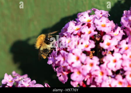 Sonnendurchflutetes Buff-tailed Bumble Bee auf rosa Blüten des Sommerflieders Stockfoto