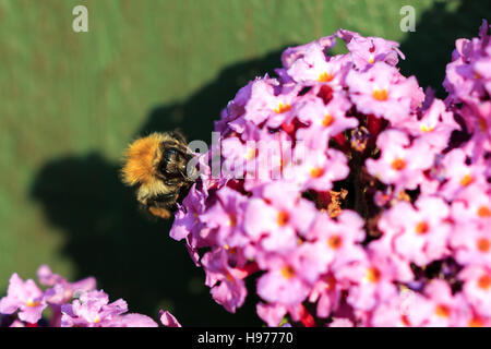 Sonnendurchflutetes Buff-tailed Bumble Bee auf rosa Blüten des Sommerflieders Stockfoto