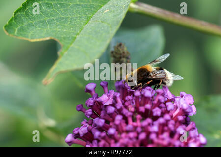 Sonnendurchflutetes Buff-tailed Bumble Bee auf rosa Blüten des Sommerflieders Stockfoto