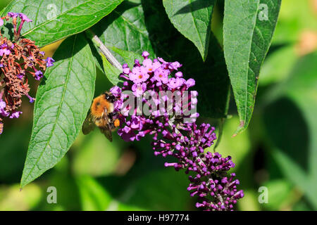 Sonnendurchflutetes Buff-tailed Bumble Bee auf rosa Blüten des Sommerflieders Stockfoto