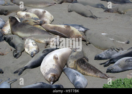 See-Elefanten in Kalifornien. Stockfoto