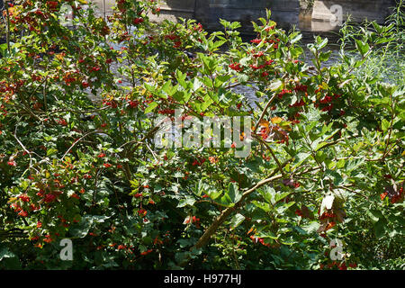 Brigdnorth Stadt eine Stadt mit Geschichte! Stockfoto
