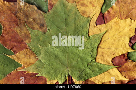 herbstliche Ahorn Blätter gepresst Stockfoto