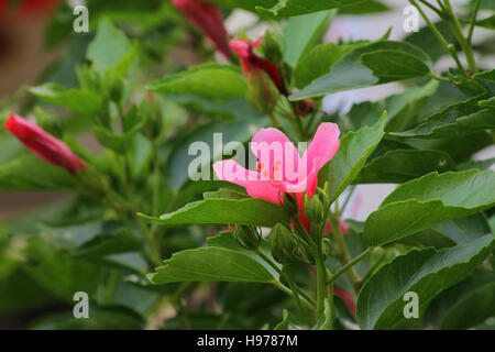 rötlich rosa Hibiskus Blume im Garten Stockfoto