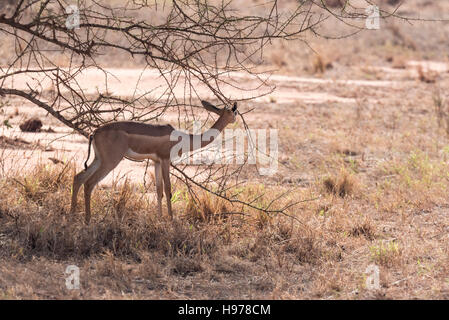 Einen schützenden weiblichen Gerenuk Stockfoto