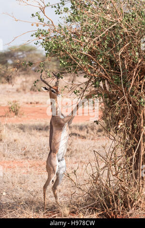 Eine männliche Gerenuk stehen auf den Hinterbeinen auf einen kleinen Baum durchsuchen Stockfoto