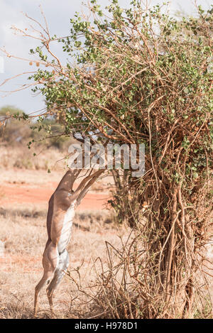 Eine männliche Gerenuk stehen auf den Hinterbeinen auf einen kleinen Baum durchsuchen Stockfoto