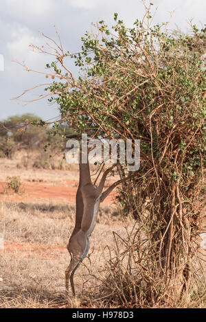 Eine männliche Gerenuk stehen auf den Hinterbeinen auf einen kleinen Baum durchsuchen Stockfoto