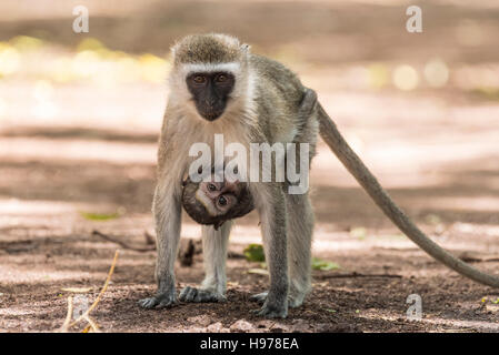 Eine Mutter Vervet Affen mit anhänglichen baby Stockfoto