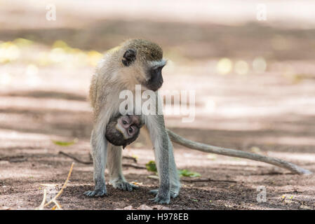 Eine Mutter Vervet Affen mit anhänglichen baby Stockfoto
