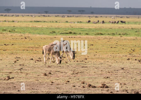 Zwei blaue Gnus Beweidung in den trockenen Seegrund des Lake Amboseli Stockfoto