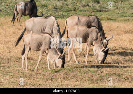 Teil einer Herde Gnus (Connochaetes Taurinus) Weiden Stockfoto