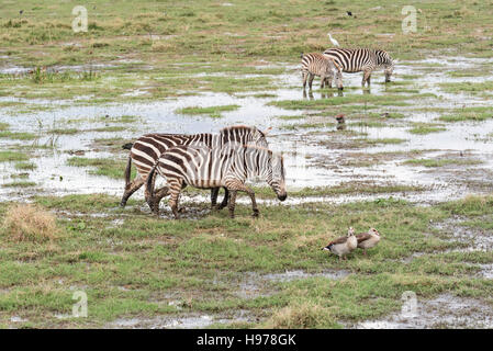 Gemeinsame oder Ebenen Zebra in den Marschen im Amboseli Stockfoto