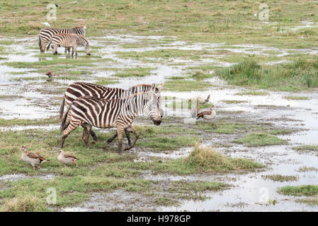 Gemeinsame oder Ebenen Zebra Fütterung im Moor bei Ambolesi Stockfoto