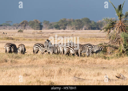 Eine Herde von Stamm- oder Ebenen Zebra Stockfoto