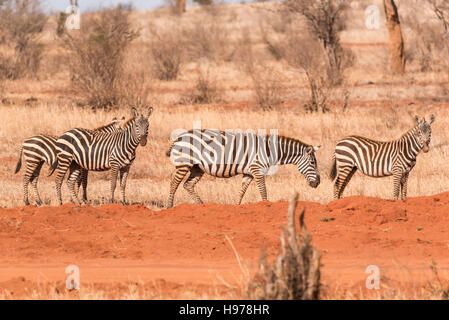 Gemeinsame oder Ebenen Zebra in Tsavo Ost Stockfoto