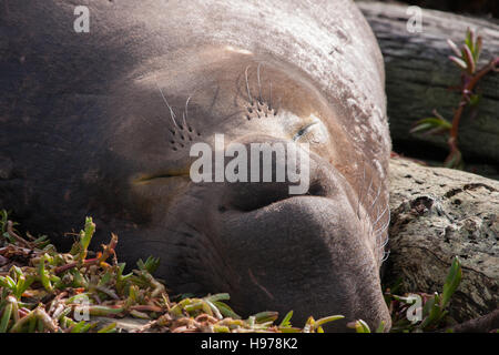 Nahaufnahme von Bull See-Elefant Stockfoto