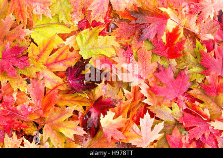 Rechts fährt nach Morgen Frost nassen Bett des gefallenen bunten Herbst gefallenen von breiten großblättrige Bäume Stockfoto