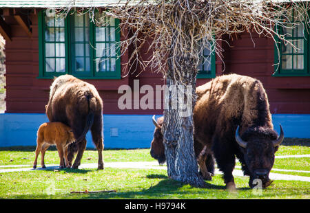 Bison und Kälber auf dem grünen Rasen in einer Stadt in Yellowstone-Nationalpark Stockfoto