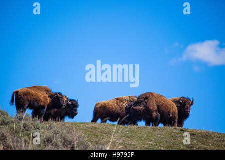 kleine Herde Büffel auf einem Hügel im Yellowstone National Park mit klaren blauen Himmel Stockfoto