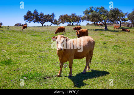 Grasende Kühe auf Extremadura Dehesa Grasland von Spanien durch die via De La Plata Stockfoto