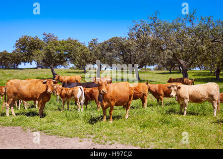 Grasende Kühe auf Extremadura Dehesa Grasland von Spanien durch die via De La Plata Stockfoto