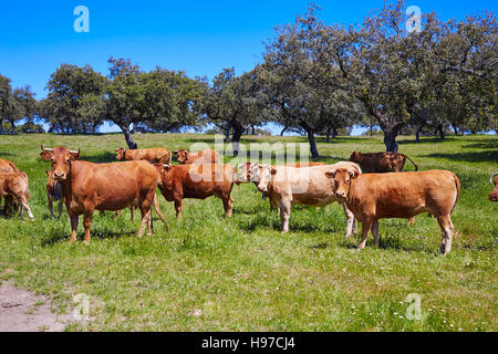 Grasende Kühe auf Extremadura Dehesa Grasland von Spanien durch die via De La Plata Stockfoto