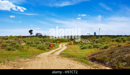 Kuh Rind Weg Via De La Plata an Extremadura in Spanien Stockfoto