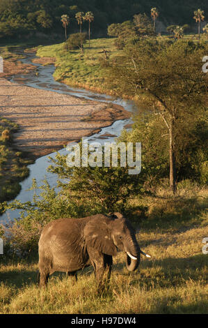 Elefant (Loxodonta Africana) an einem Fluss, Tarangire Nationalpark, Tansania Stockfoto