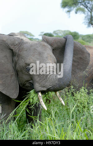 Elefant (Loxodonta Africana) Rasen essen und kratzen ein Ohr, Closeup, Tarangire Nationalpark, Tansania Stockfoto