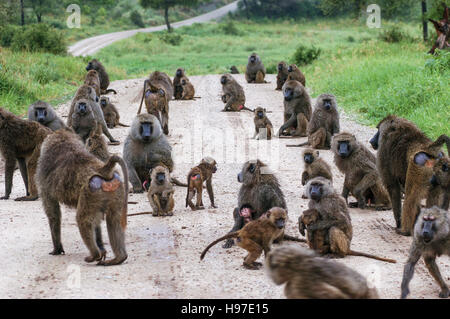 Olive Pavian (Papio Anubis), Tarangire Nationalpark, Tansania Stockfoto