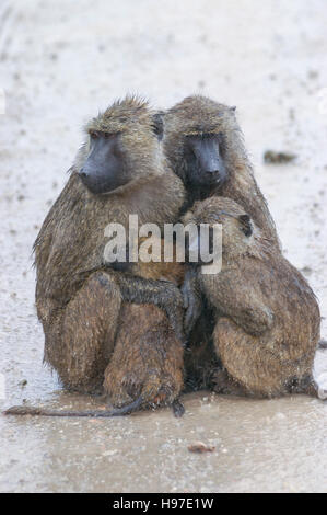 Olive Paviane (Papio Anubis) zusammengekauert im Regen, Tarangire Nationalpark, Tansania Stockfoto