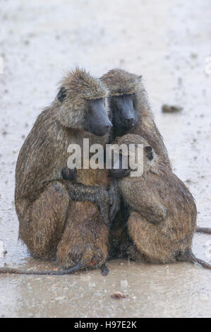 Olive Paviane (Papio Anubis) mit Kleinkind zusammengekauert im Regen, Tarangire Nationalpark, Tansania Stockfoto