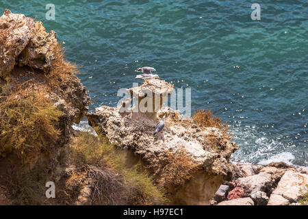 Möwen auf raue Küste in Algarve, Portugal Stockfoto